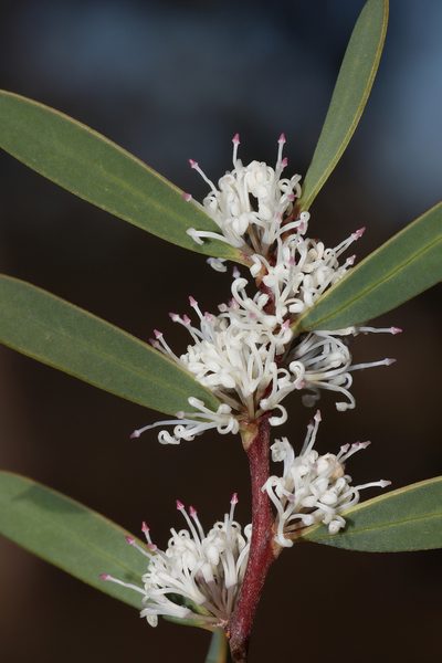 Hakea marginata, photographed by T. Hammer