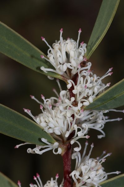 Hakea marginata, photographed by T. Hammer