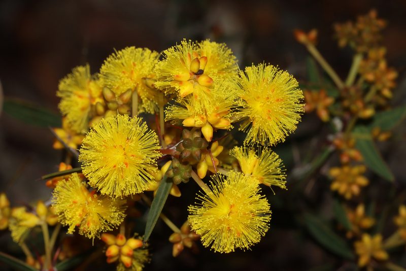 Acacia nervosa, photographed by T. Hammer