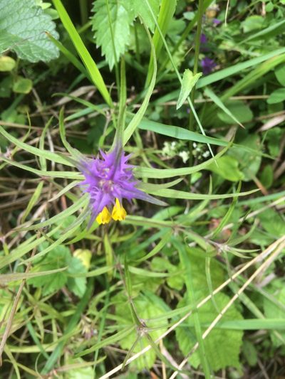 Melampyrum subalpinum, photographed by Daniel Ellehammer Larsen