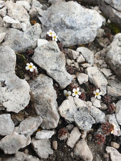 Androsace hausmannii, photographed by Étienne Léveillé-Bourret