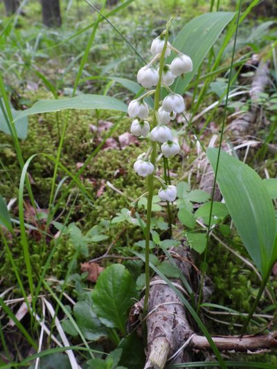 Pyrola media, photographed by Vesa Oikonen