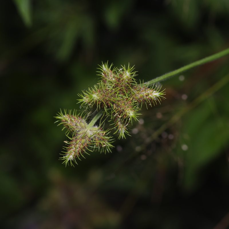 Fuirena simplex, photographed by Michelle W. （鍾偉瑋）