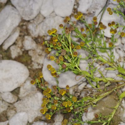 Helenium microcephalum, photographed by Michelle W. （鍾偉瑋）