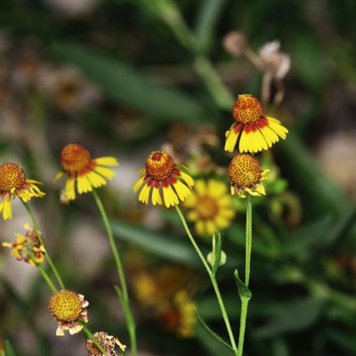 Helenium elegans, photographed by Michelle W. （鍾偉瑋）