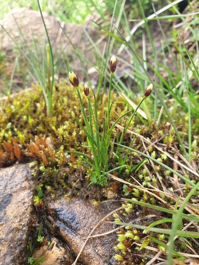 Juncus triglumis, photographed by Étienne Léveillé-Bourret