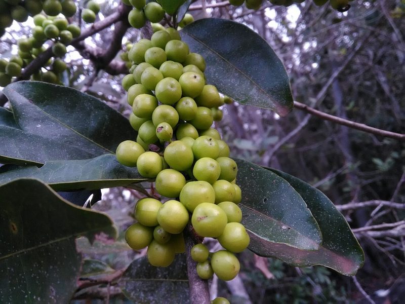 Pera glabrata, photographed by Márcia Martins
