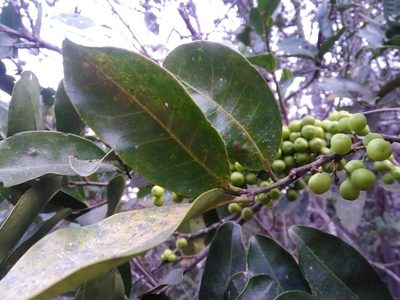 Pera glabrata, photographed by Márcia Martins