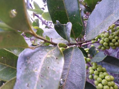 Pera glabrata, photographed by Márcia Martins