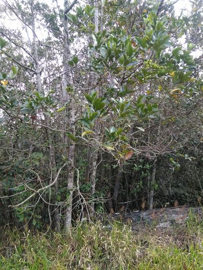 Pera glabrata, photographed by Márcia Martins