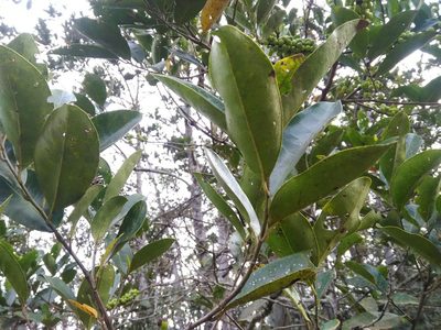 Pera glabrata, photographed by Márcia Martins