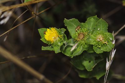 Grindelia adenodonta, photographed by Michelle W. （鍾偉瑋）