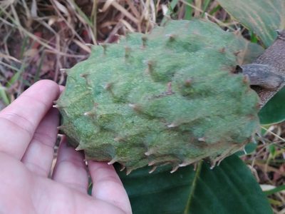 Annona coriacea, photographed by Márcia Martins