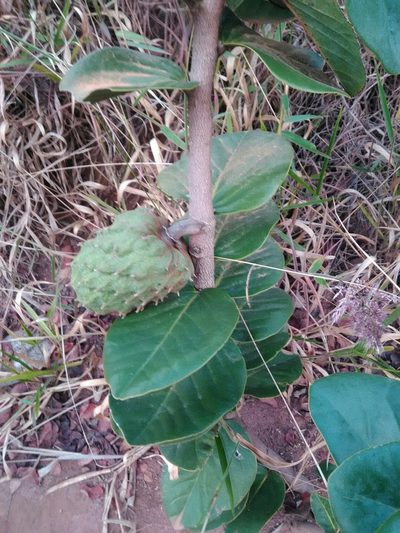 Annona coriacea, photographed by Márcia Martins