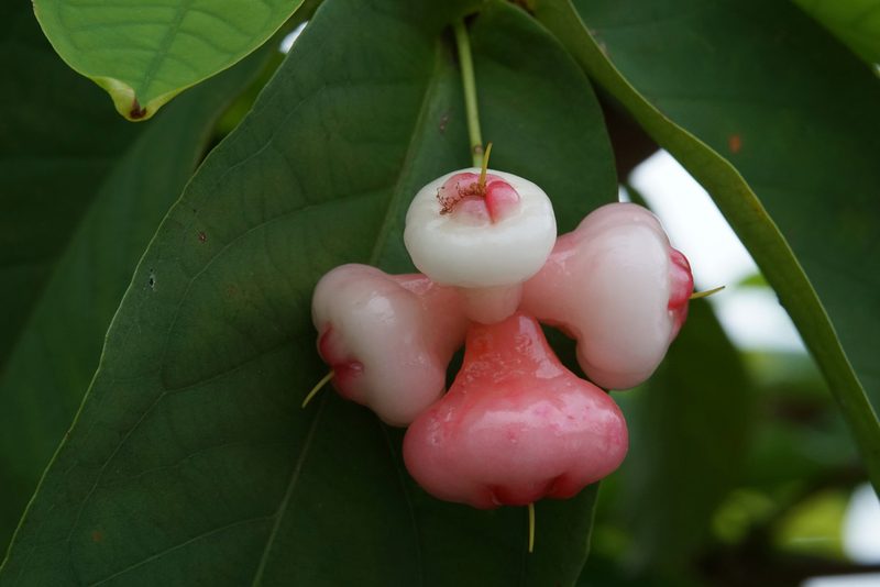 Syzygium aqueum, photographed by sweemeng ng