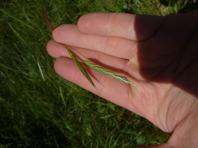Bromus carinatus, photographed by Gabriel Mayrhofer