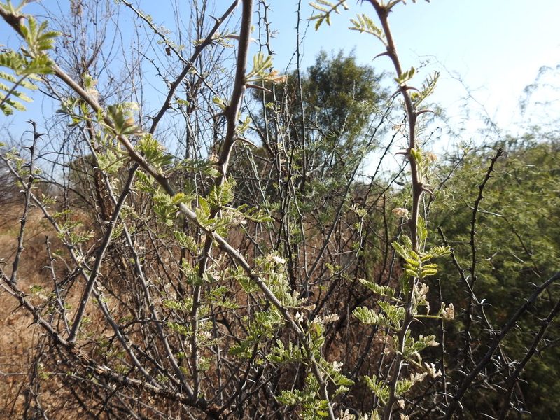 Vachellia hebeclada, photographed by Matthew Fainman