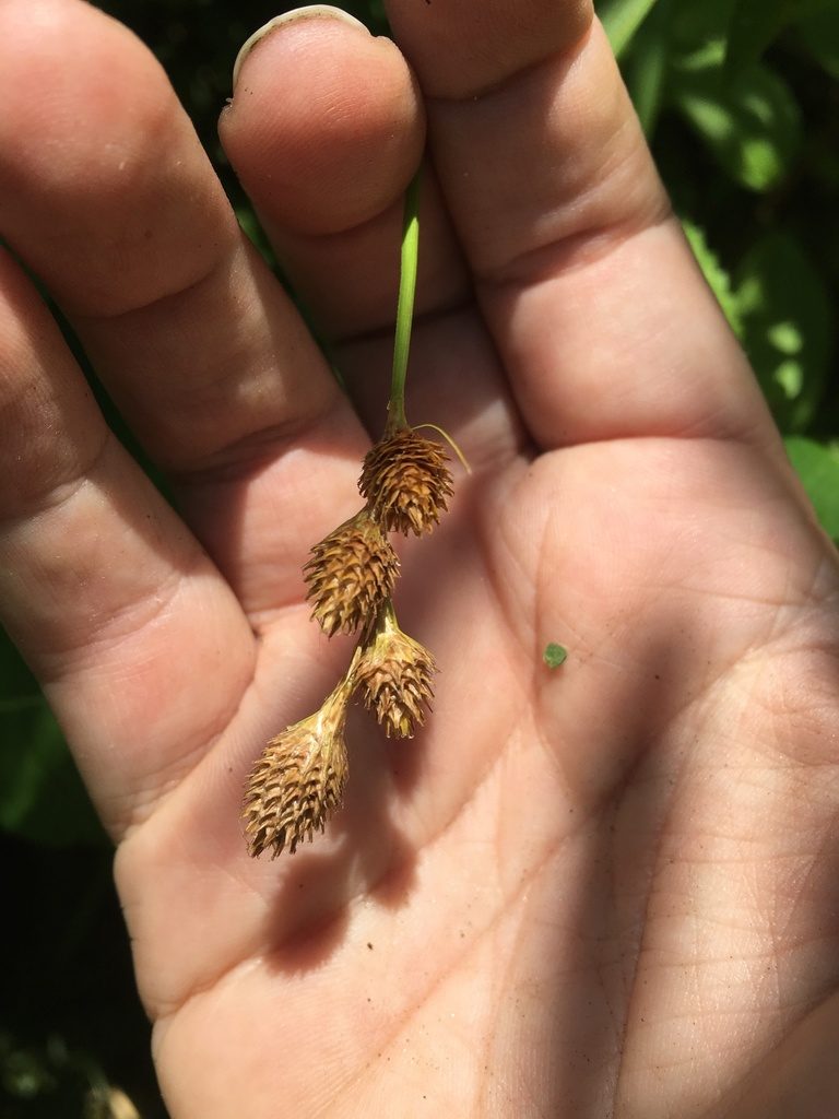 Carex alata, photographed by Bonnie Isaac