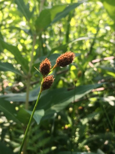 Carex alata, photographed by Bonnie Isaac