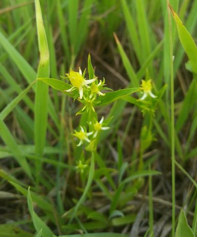 Halenia corniculata, photographed by Юлия