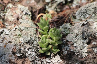 Sedum ebracteatum, photographed by José Belem Hernández Díaz