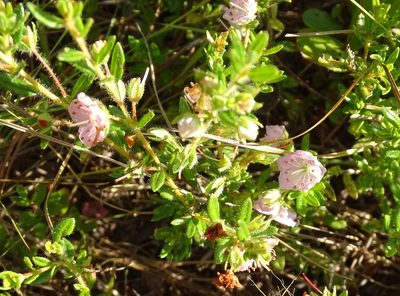 Kalmia hirsuta, photographed by Michael W Belitz