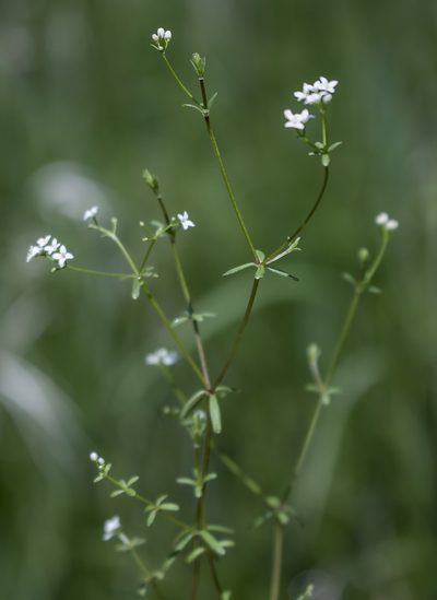 Hydrogalium labradoricum, photographed by aarongunnar