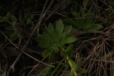 Echeveria bicolor, photographed by Andrés Ramírez-Barrera
