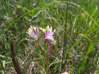 Thalictrum cooleyi, photographed by Evan M. Raskin