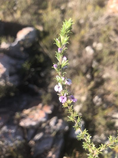 Muraltia rubeacea, photographed by Sean Privett