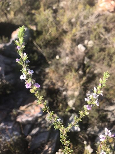 Muraltia rubeacea, photographed by Sean Privett