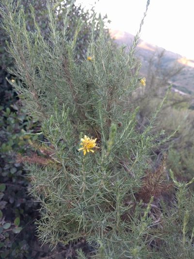 Ericameria pinifolia, photographed by Amy