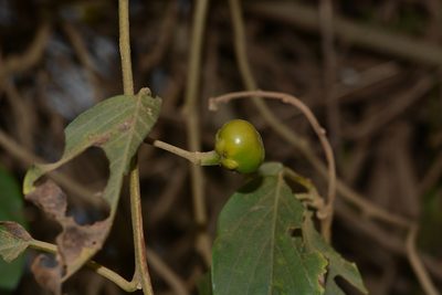 Argyreia elliptica, photographed by S.MORE