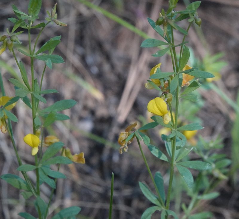 Acmispon utahensis, photographed by desertnaturalist