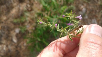 Hedeoma drummondii, photographed by Brian Dickerson