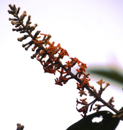 Buddleja madagascariensis, photographed by Tony Rebelo