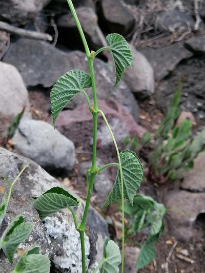 Cissus tiliacea, photographed by Erick Vélez Sánchez
