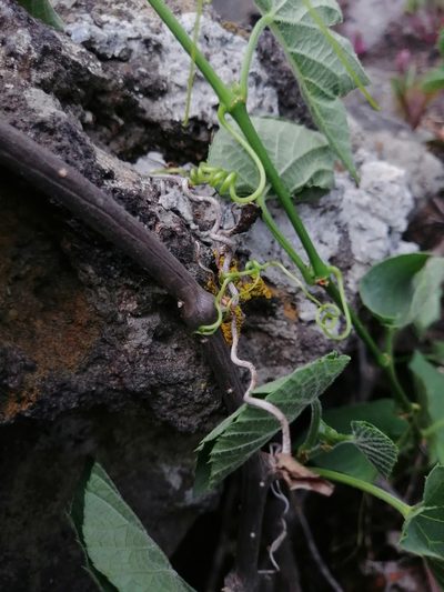 Cissus tiliacea, photographed by Erick Vélez Sánchez