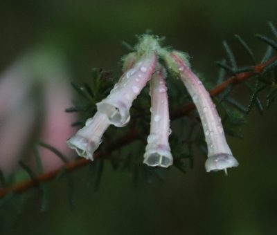 Erica glandulosa, photographed by Tony Rebelo