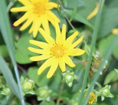 Silphium asteriscus, photographed by Ashwin Srinivasan