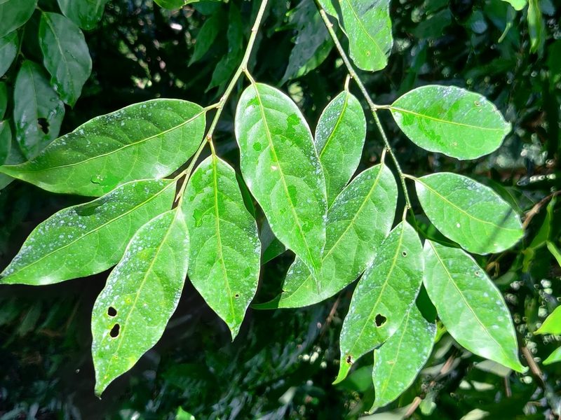 Aporosa indoacuminata, photographed by T R Shankar Raman