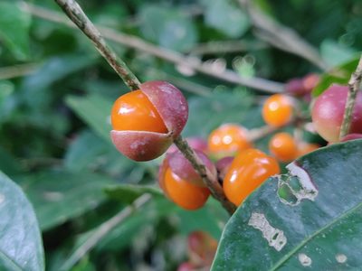Aporosa indoacuminata, photographed by T R Shankar Raman