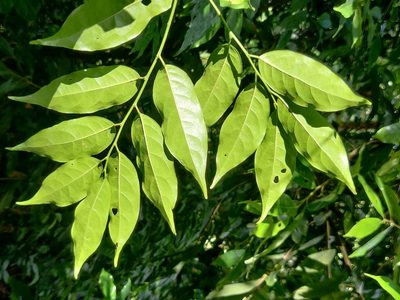 Aporosa indoacuminata, photographed by T R Shankar Raman