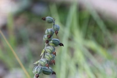 Epipactis microphylla, photographed by antrum
