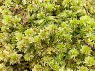 Sphagnum cuspidatum, photographed by Andrew Melton