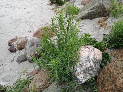 Atriplex littoralis, photographed by Jens-Christian Svenning
