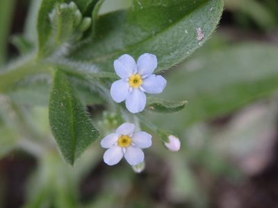Myosotis welwitschii, photographed by Carminda Santos