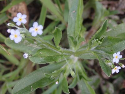 Myosotis welwitschii, photographed by Carminda Santos