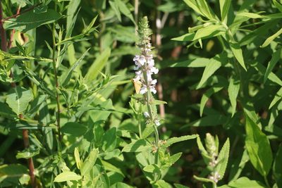 Stachys pilosa, photographed by Mike B