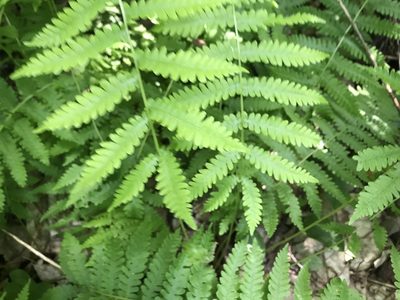 Coryphopteris simulata, photographed by Peter Jacobson